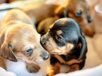 Les salons du chiot : entre débats, législation et éthique, que faut-il savoir ?