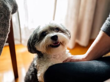 Nos chiens, meilleurs amis que nos partenaires ? On vous dit pourquoi !