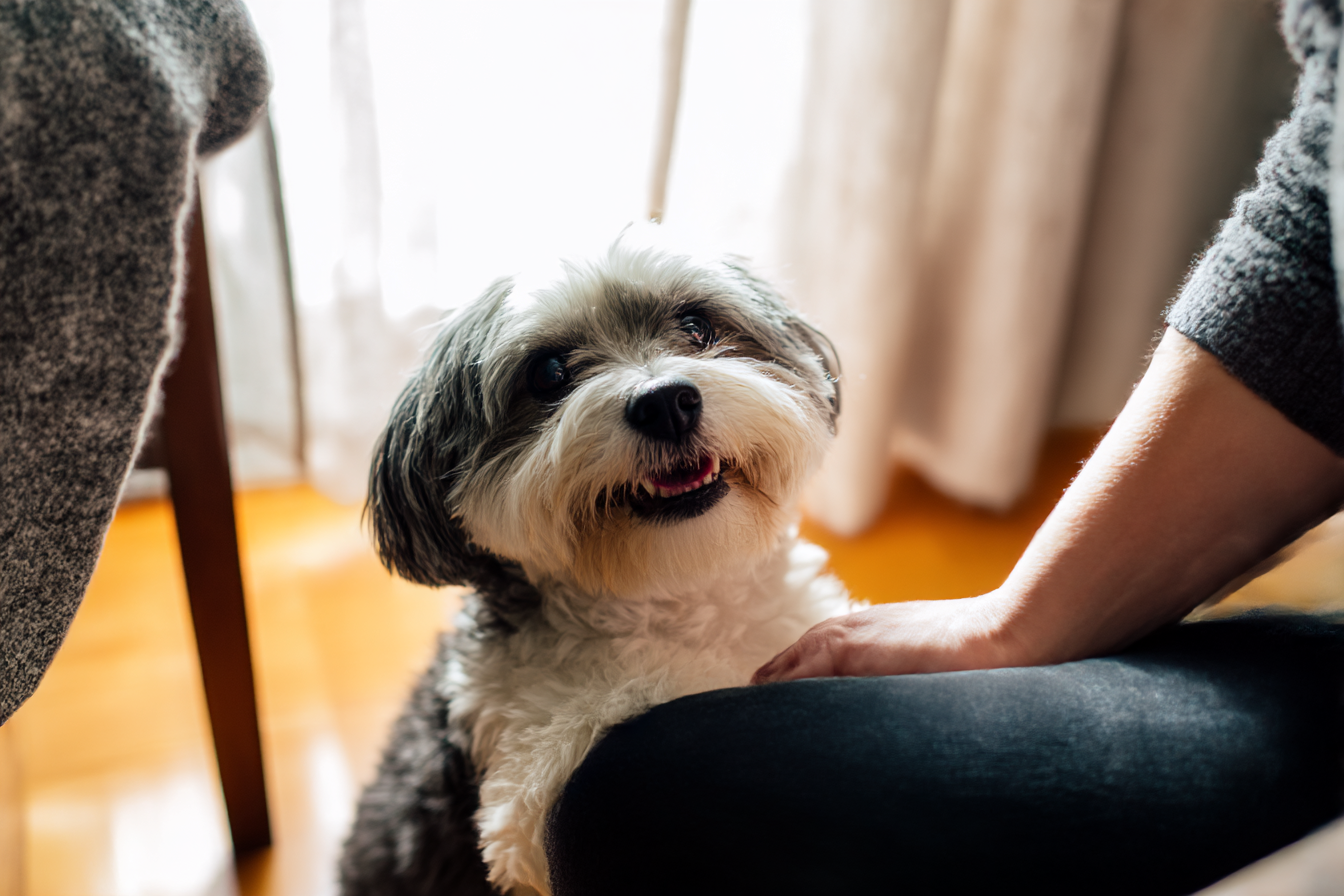 Nos chiens, meilleurs amis que nos partenaires ? On vous dit pourquoi !