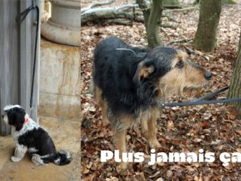 Se mobiliser pour nos animaux de compagnie avec le plan national 2025 contre l&rsquo;abandon des chiens et chats en France