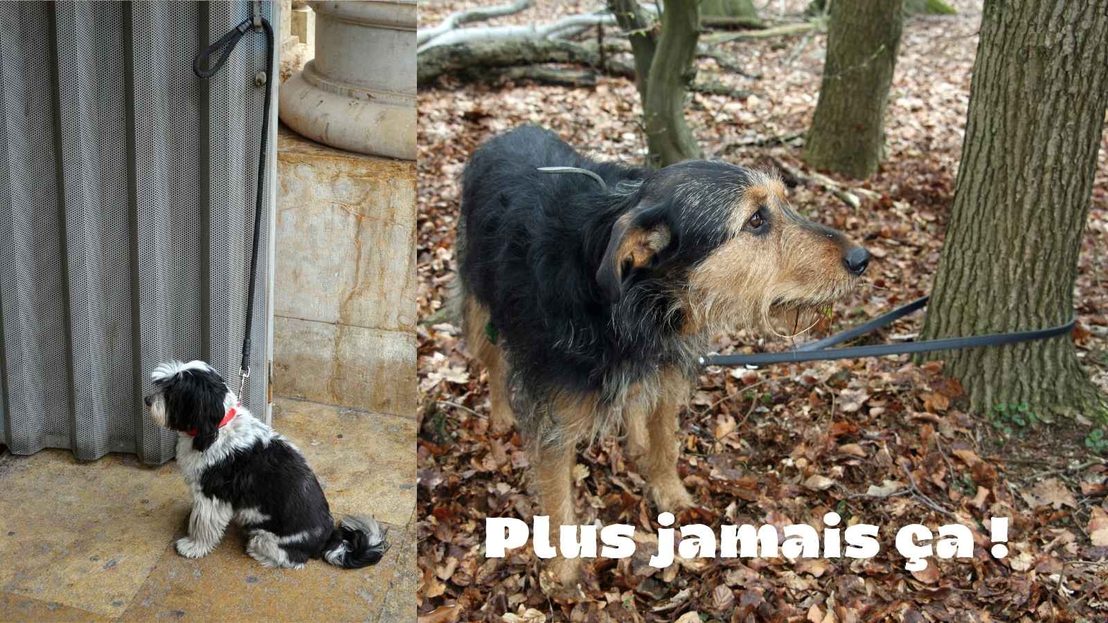 Se mobiliser pour nos animaux de compagnie avec le plan national 2025 contre l&rsquo;abandon des chiens et chats en France