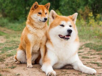 Chiens japonais les plus populaires, connaissez-vous les races préférées chez nous ?