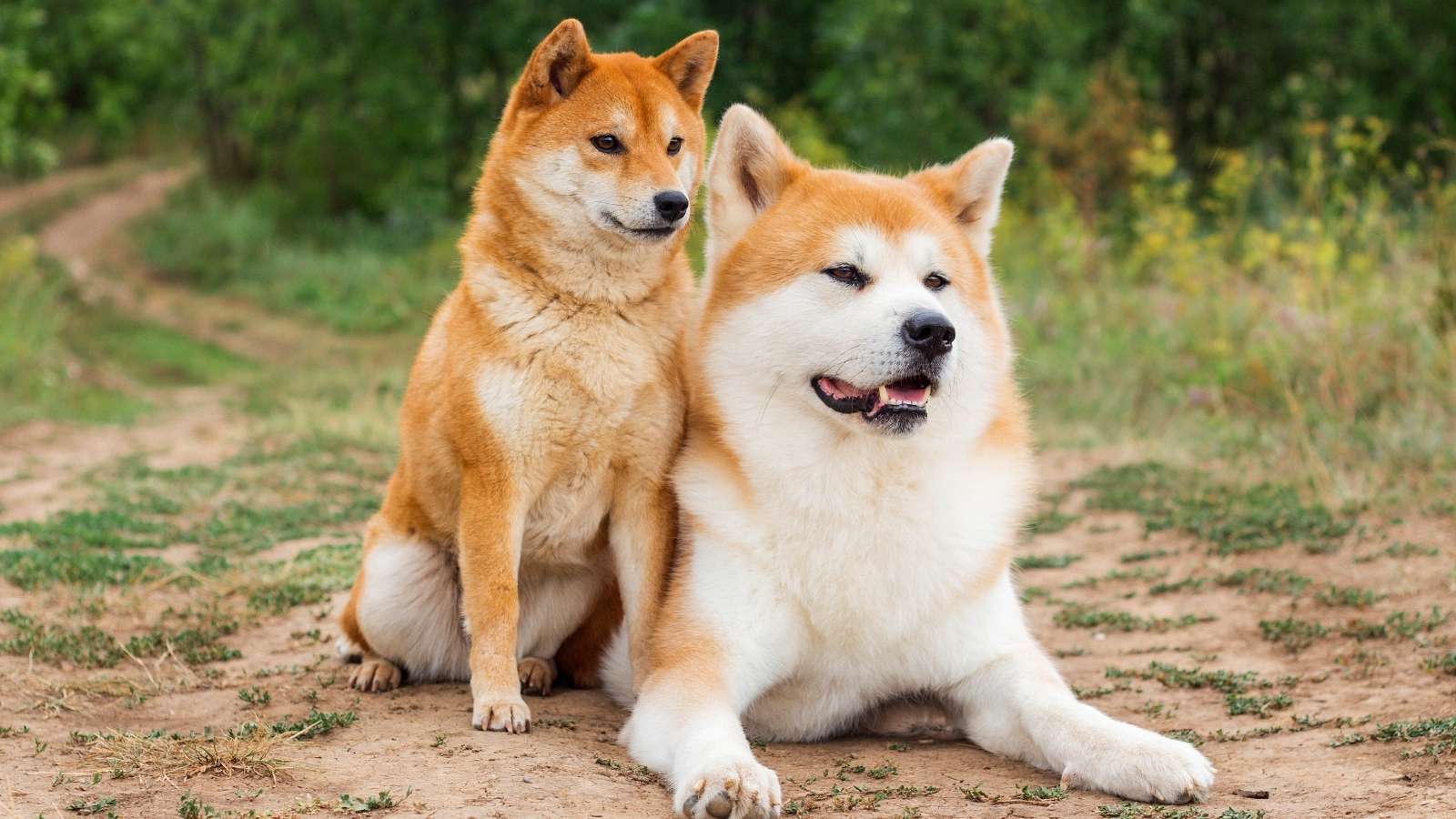 Akita Inu et Shiba Inu