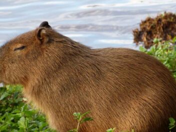 Le Capybara, qui est ce rongeur le plus grand du Monde !