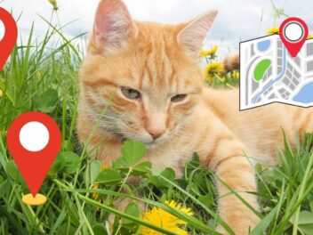 Libérez votre chat à l’extérieur avec un collier GPS adapté