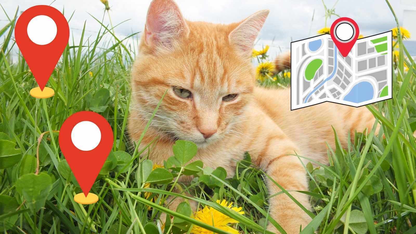 Libérez votre chat à l’extérieur avec un collier GPS adapté