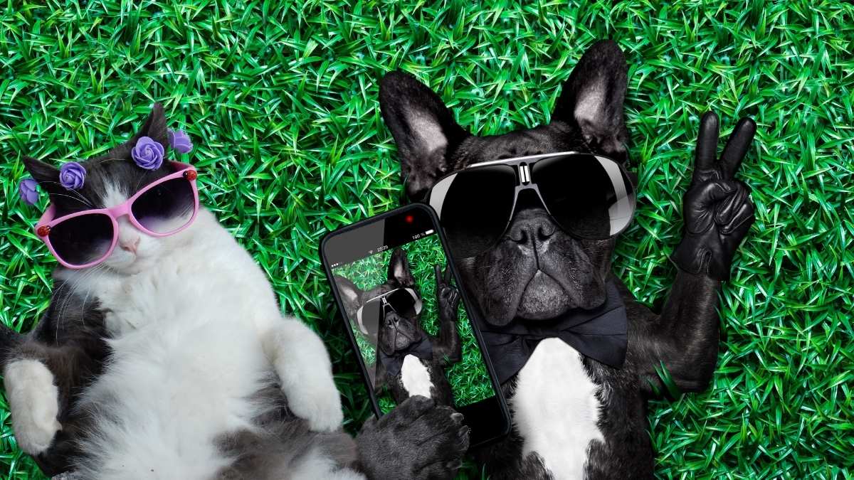 Petit panel de secrets pour bien s&rsquo;occuper de ses animaux de compagnie