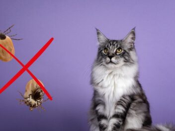 Protégez votre chat des tiques avec des solutions naturelles efficaces