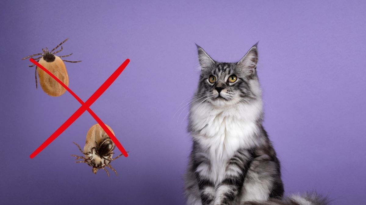 Protégez votre chat des tiques avec des solutions naturelles efficaces