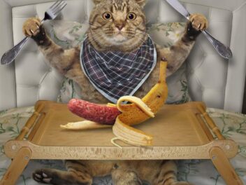 Votre animal mange tout ? Découvrez comment gérer le syndrome de Pica !