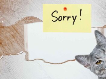 Stop aux dégâts ! Comment empêcher votre chat de faire pipi partout ?