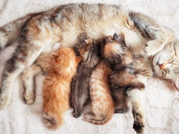 6 signes révélateurs que votre chatte est gestante