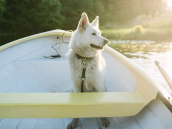 18 races de chiens calmes et obéissants, faites le bon choix pour votre famille