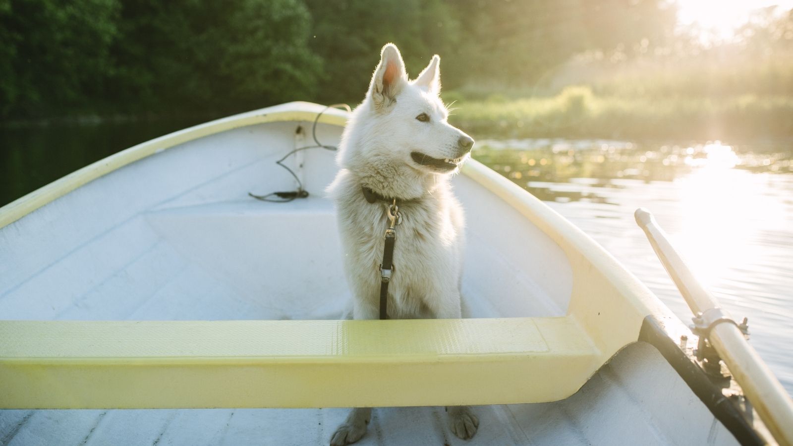 18 races de chiens calmes et obéissants, faites le bon choix pour votre famille