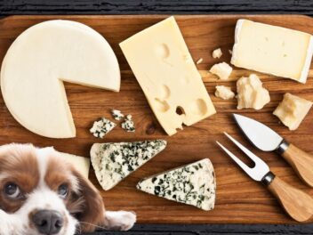 Le fromage dans l&rsquo;alimentation canine : dangers cachés et bienfaits inattendus