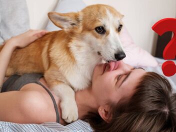 Pourquoi les chiens lèchent-ils leurs maîtres ? Découvrez les 5 raisons principales
