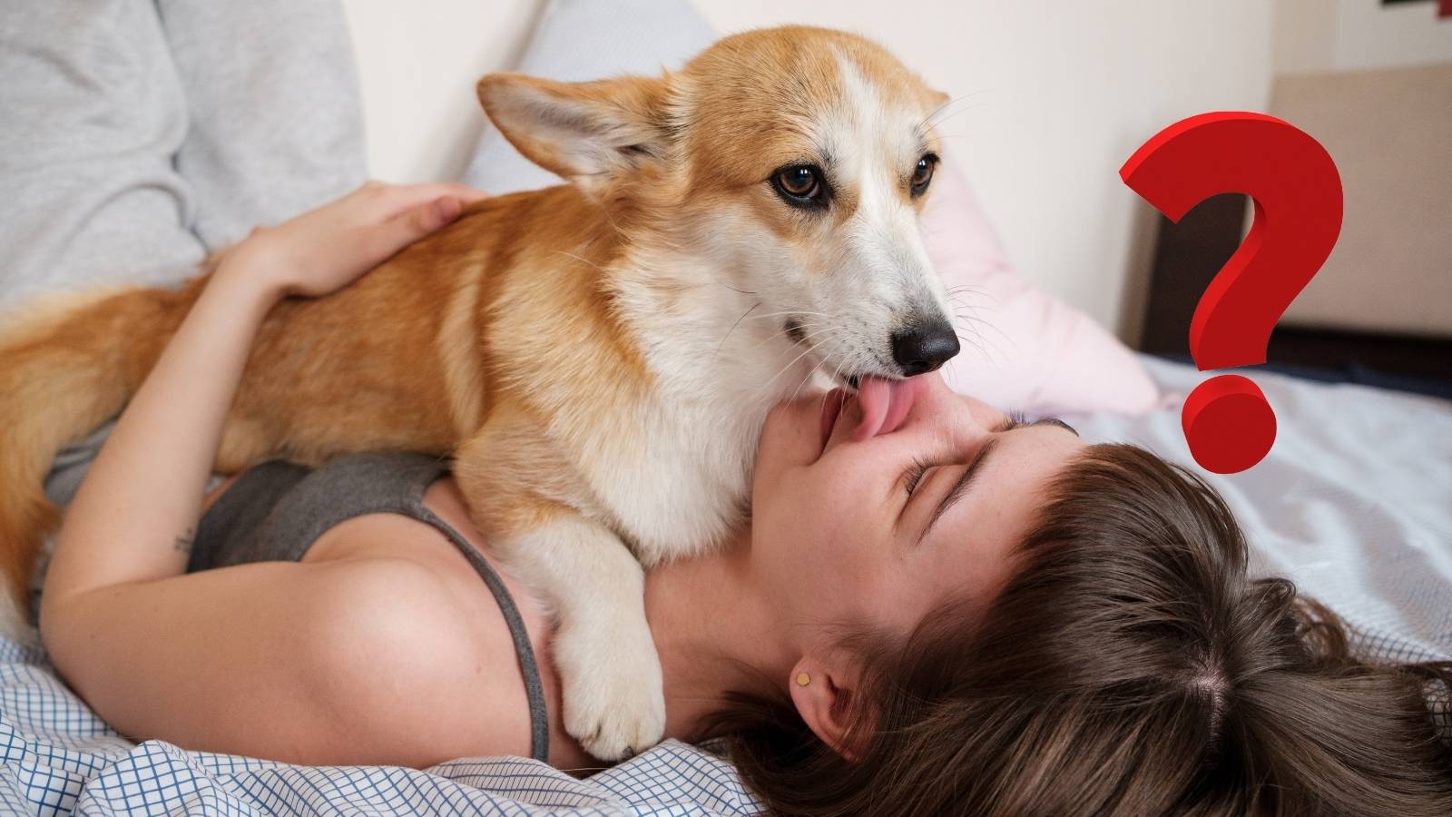 Pourquoi les chiens lèchent-ils leurs maîtres ? Découvrez les 5 raisons principales