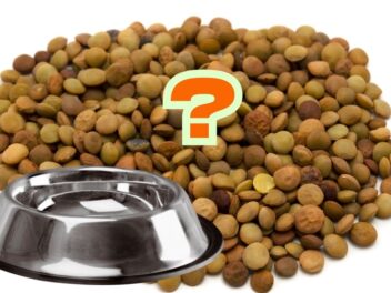 Peut-on donner des lentilles à son chien ? Découvrez tous les bienfaits et précautions !