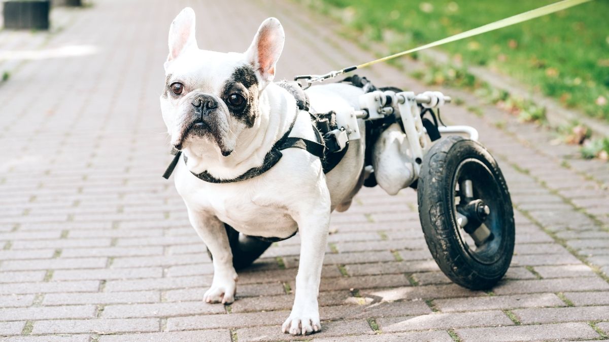 Comprendre et gérer la paralysie chez le chien, quelles solutions ?