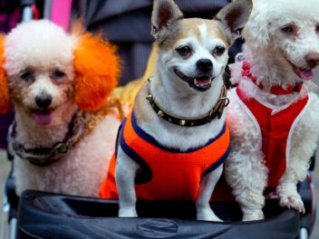 Les jeunes Chinois préfèrent les animaux de compagnie aux enfants, un phénomène grandissant