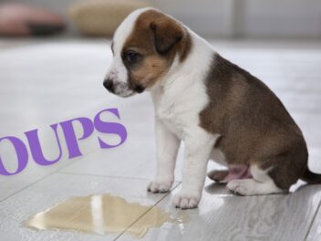 Apprendre la propreté à son chiot : conseils et astuces efficaces