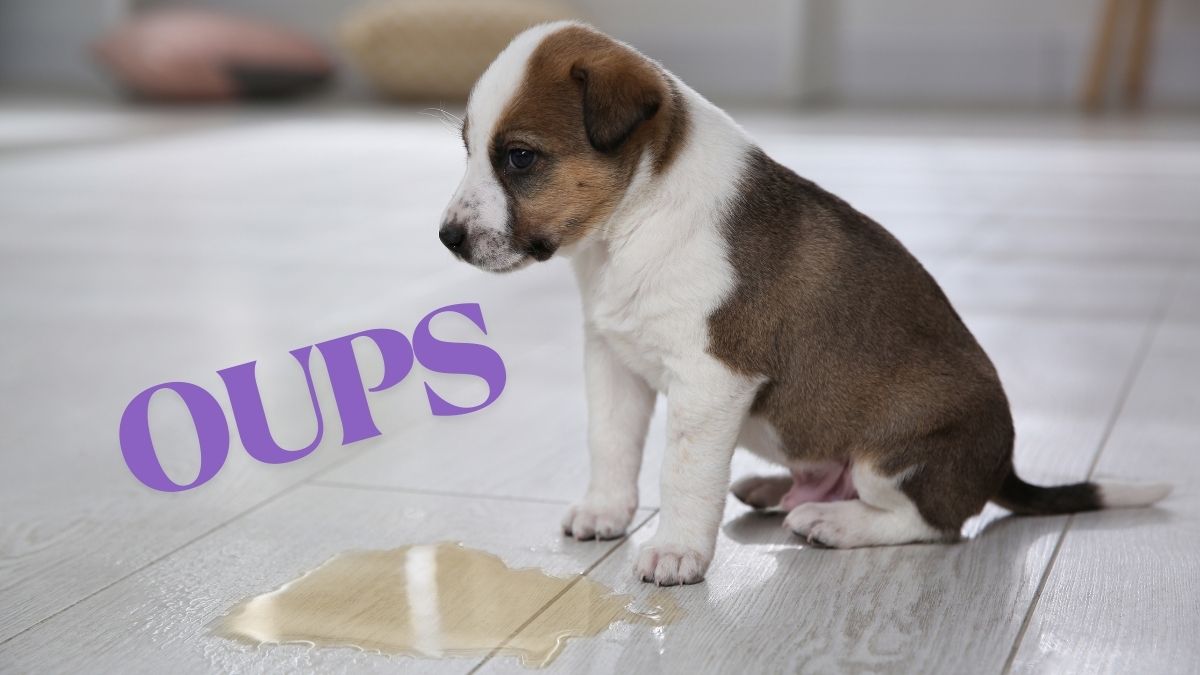 Apprendre la propreté à son chiot : conseils et astuces efficaces