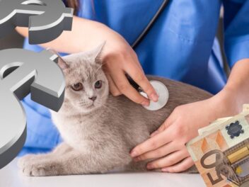 Découvrez en un coup d&rsquo;oeil les différents tarifs vétérinaires pour votre chat
