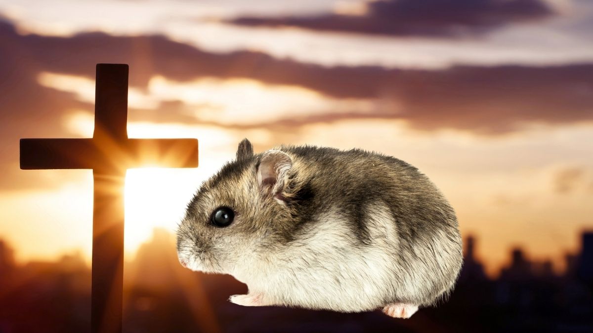 Comment surmonter la perte de son hamster : conseils et astuces