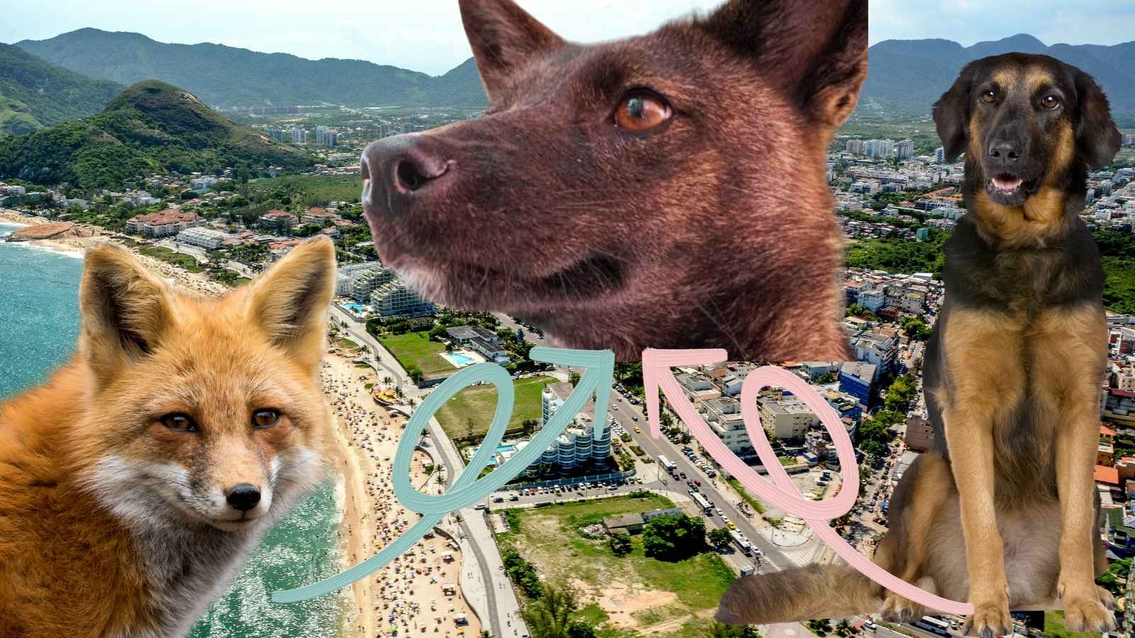 Le Dogxim, cet incroyable hybride chien-renard qui intrigue les scientifiques