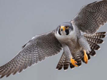 Découvrez le faucon pèlerin, l&rsquo;animal le plus rapide du monde