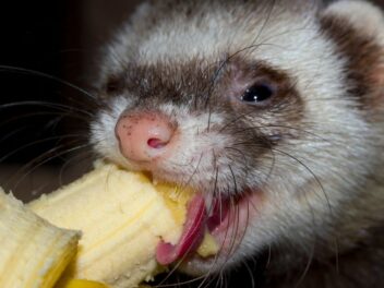 Bien nourrir votre furet avec ces conseils et astuces adaptés