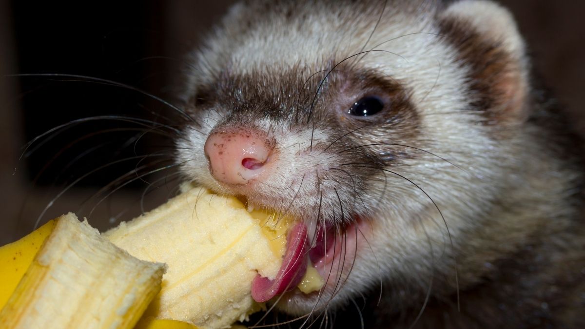 Bien nourrir votre furet avec ces conseils et astuces adaptés