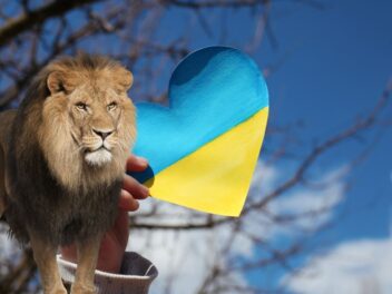 Une nouvelle vie pour cinq lions rescapés de la guerre en Ukraine