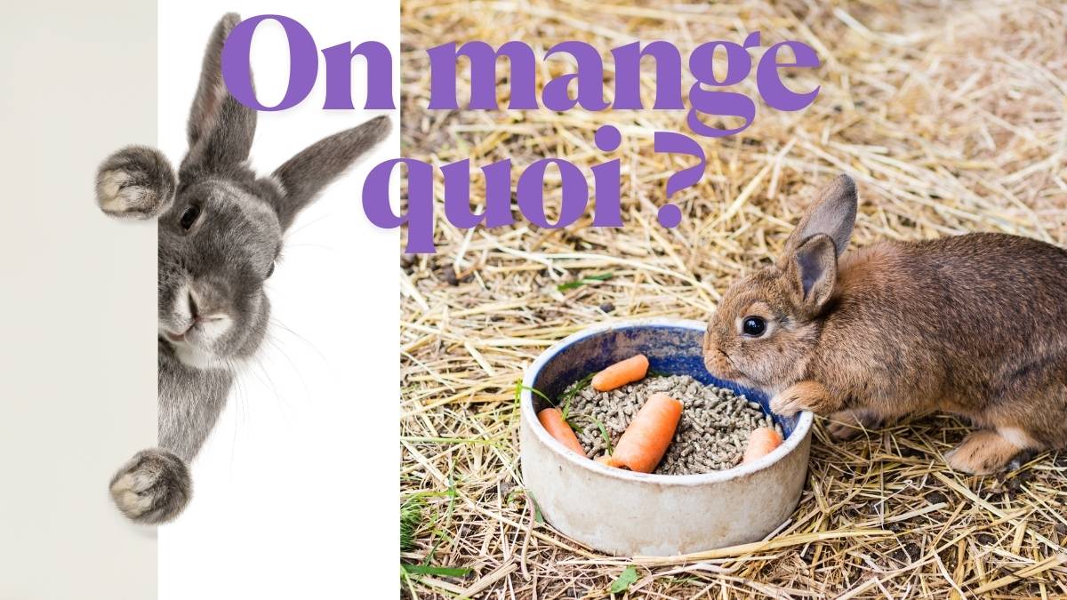 Votre lapin peut mourir… même avec une gamelle pleine. Explications