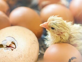Il fait naître des poussins dans son poulailler. On vous dit comment