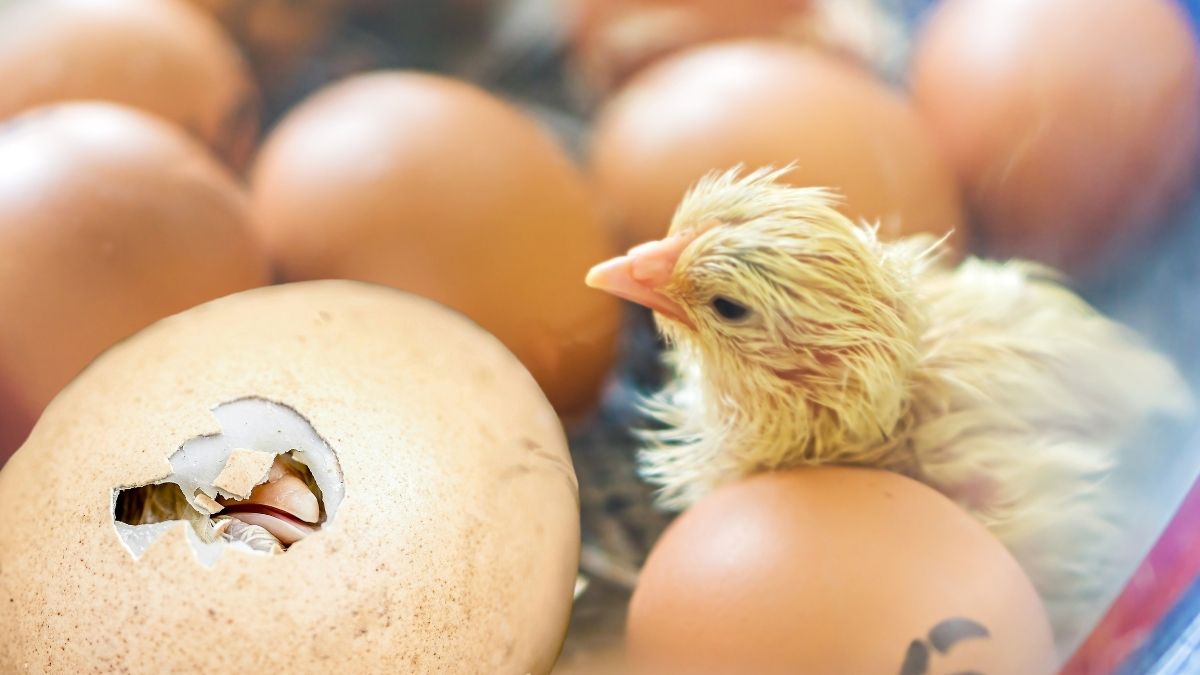 Il fait naître des poussins dans son poulailler. On vous dit comment