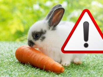 Les aliments à éviter pour protéger nos lapins de compagnie