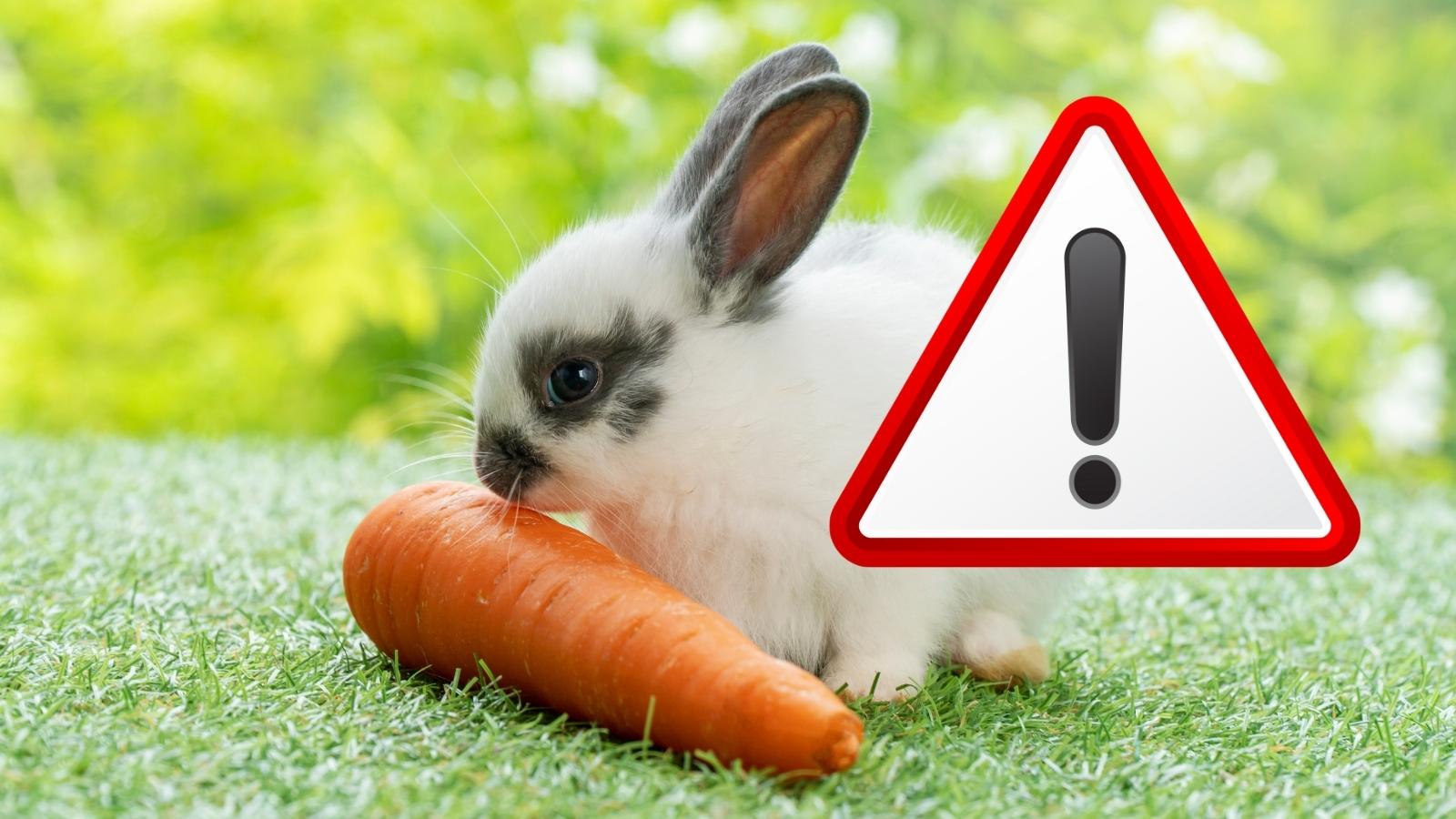 Les aliments à éviter pour protéger nos lapins de compagnie