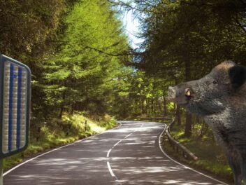 Cette solution innovante et lumineuse pour la sécurité des automobilistes et des animaux