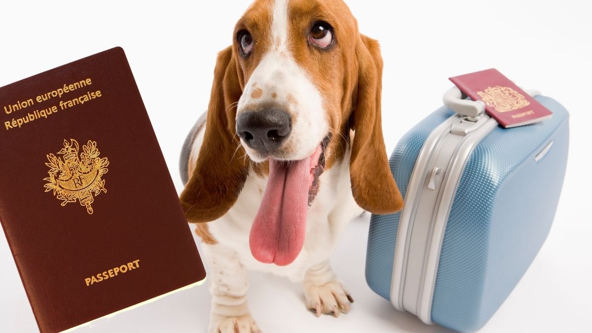 Passeport Européen pour chiens, tout savoir pour voyager en toute sécurité