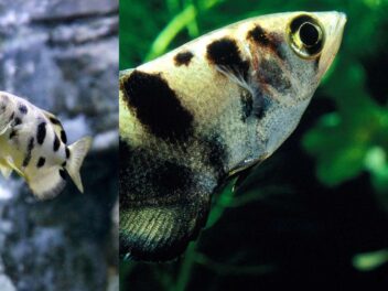 Découvrez le fantastique monde du poisson archer et plus encore