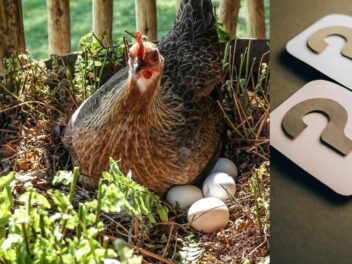 Grand jeu de questions, l’oeuf ou la poule et plus encore