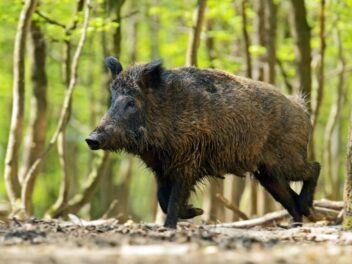 Le sanglier en France ou comment cohabiter avec ce champion de l&rsquo;adaptation ?