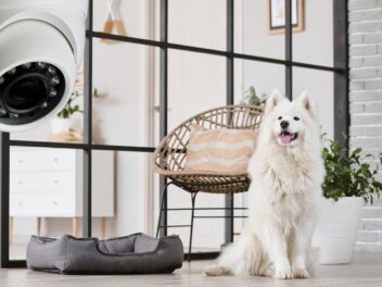 Caméras connectées pour chiens : surveillez et restez connecté avec votre compagnon