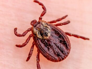 Des solutions naturelles pour protéger votre chien des tiques