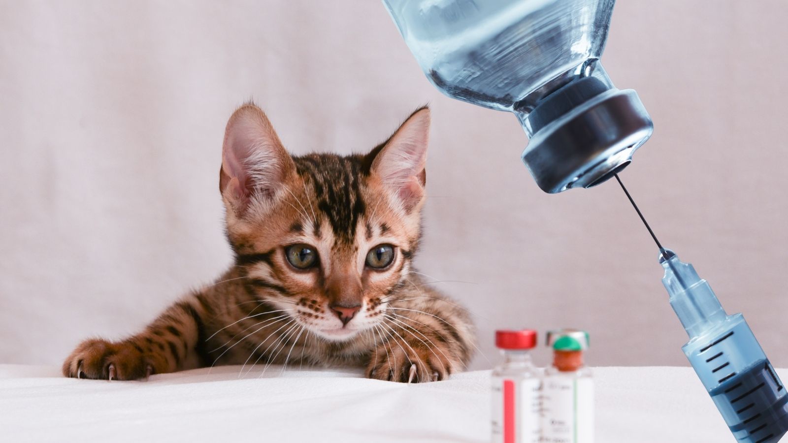 Tout savoir sur la vaccination de votre chaton : Pourquoi, Quand et Combien ça coûte ?