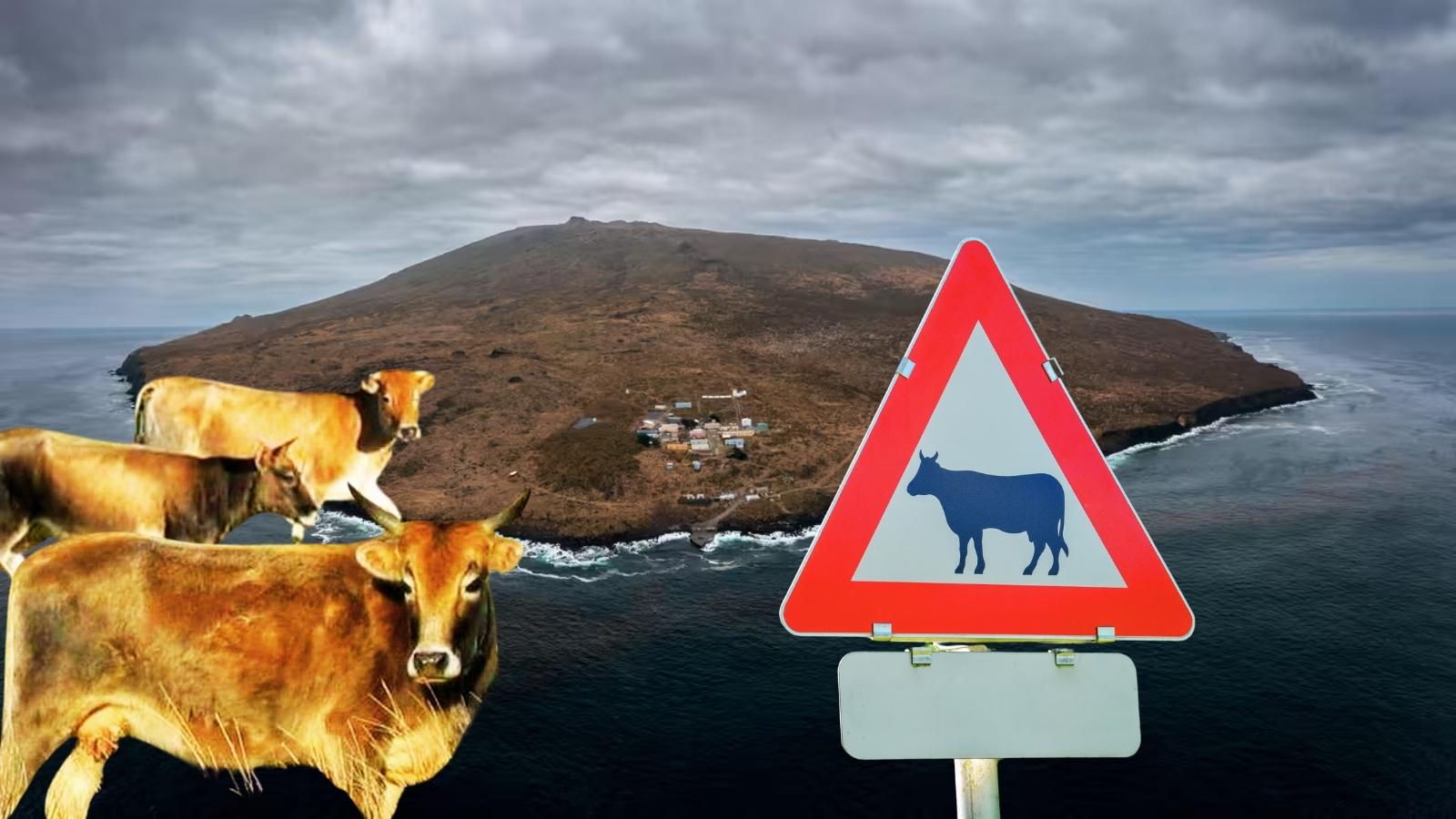 L&rsquo;incroyable histoire de vaches abandonnées sur une île pendant 130 ans