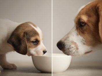 Doit-on donner du lait à son chien ? Risques et alternatives