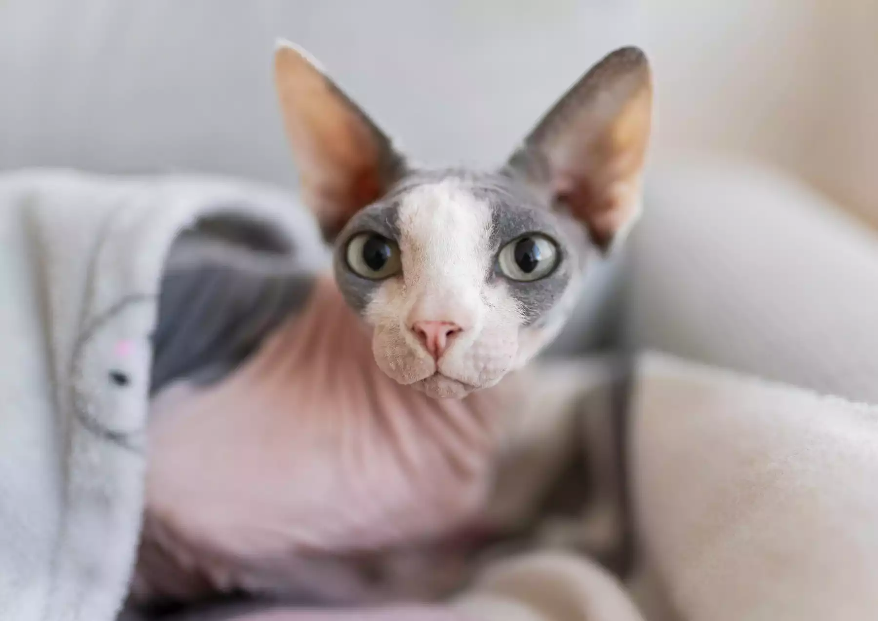 Chat Peterbald sans poils, aux grands yeux curieux, couché sur un tissu.