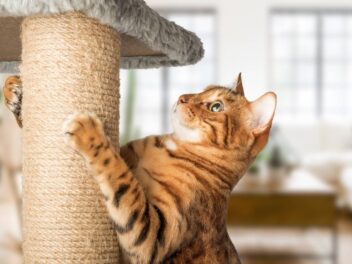 Tout savoir sur les arbres à chat et griffoirs pour votre félin